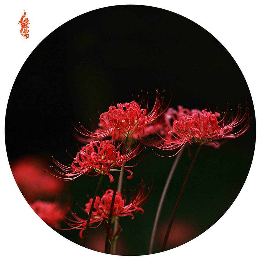 彼岸花丨伤心的离别,无尽的思念