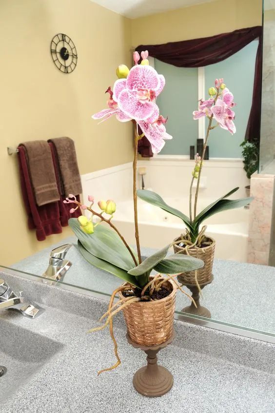 11种适合养在浴室里的观赏植物，养护得当也有机会开花