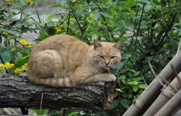 为何人死后不能让猫靠近尸体？原来并非迷信，而是有科学根据的