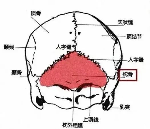 圆头扁头到底谁更好看？看到这对龙凤胎以后，你就有答案了