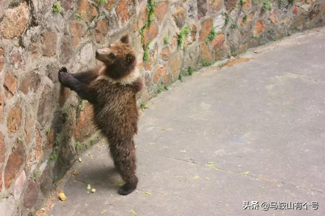 马鞍山人，别忘了动物园！这里曾是我们的全部！