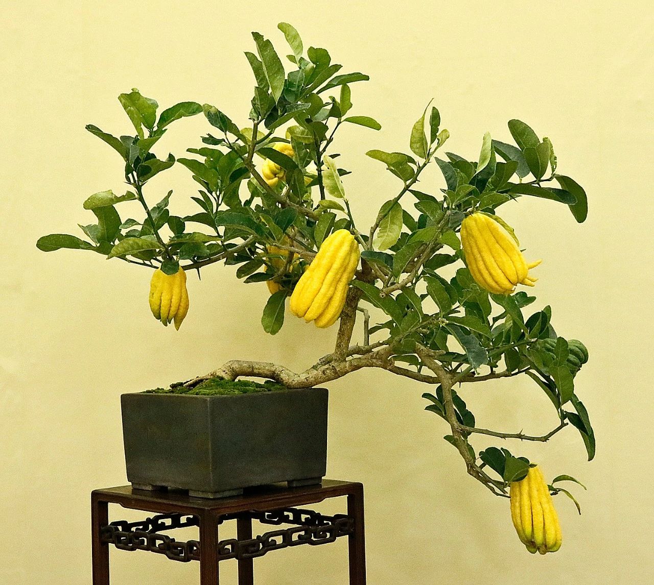 8种很受欢迎的盆栽观果植物,果量丰富,果实好看,你都养过没?