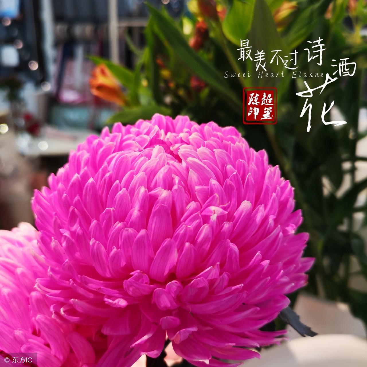 描写荷花的古诗（60章）全文阅读