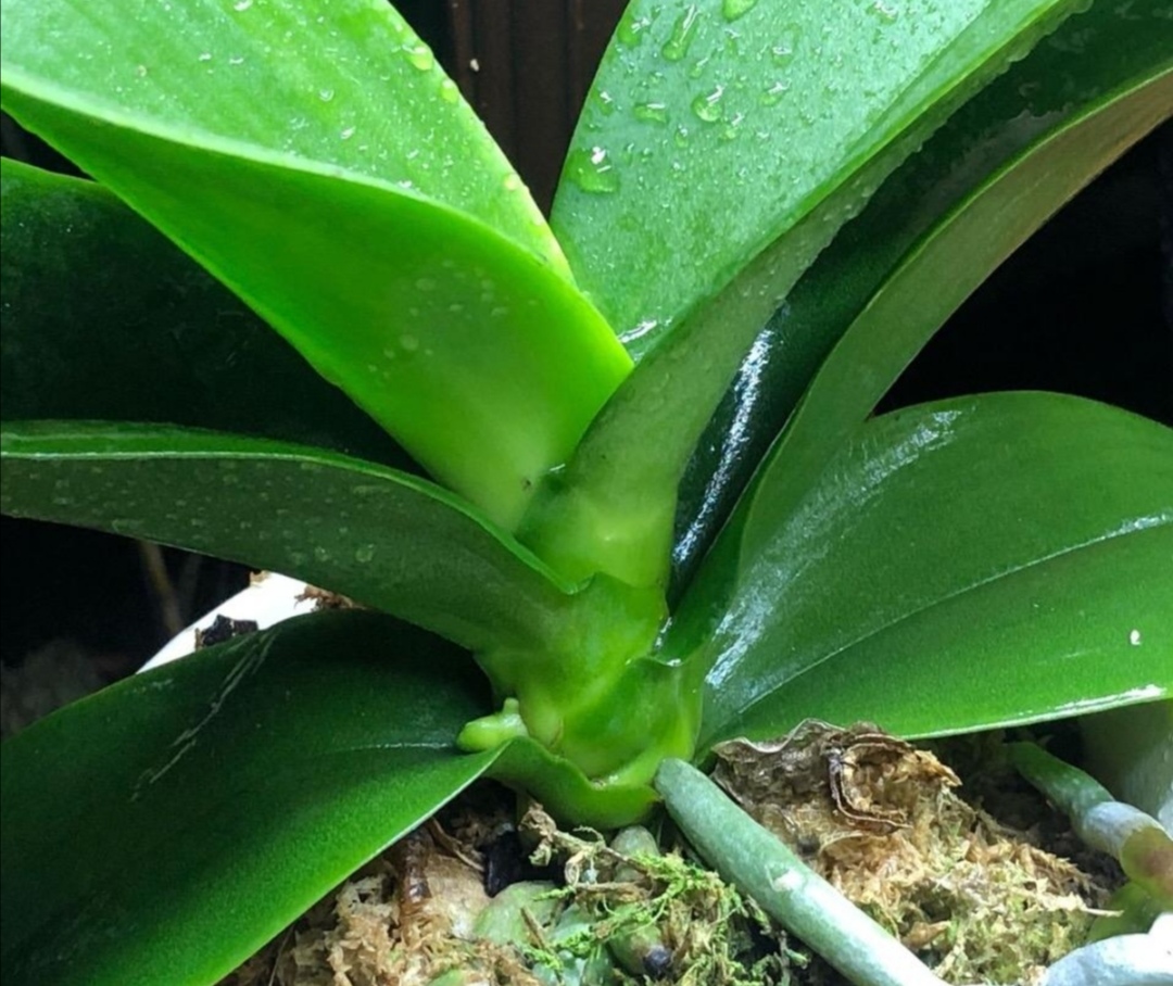 蝴蝶兰开完花别扔掉，简单处理做好养护，下年还能开花