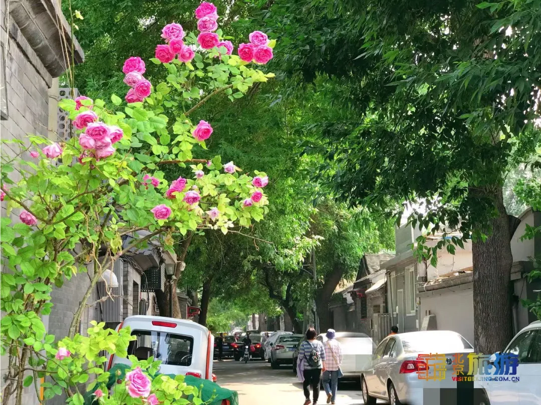 太迷人了！又闻清脆鸽哨声，邂逅夏日蔷薇花瀑，寻北京胡同恬静之美!