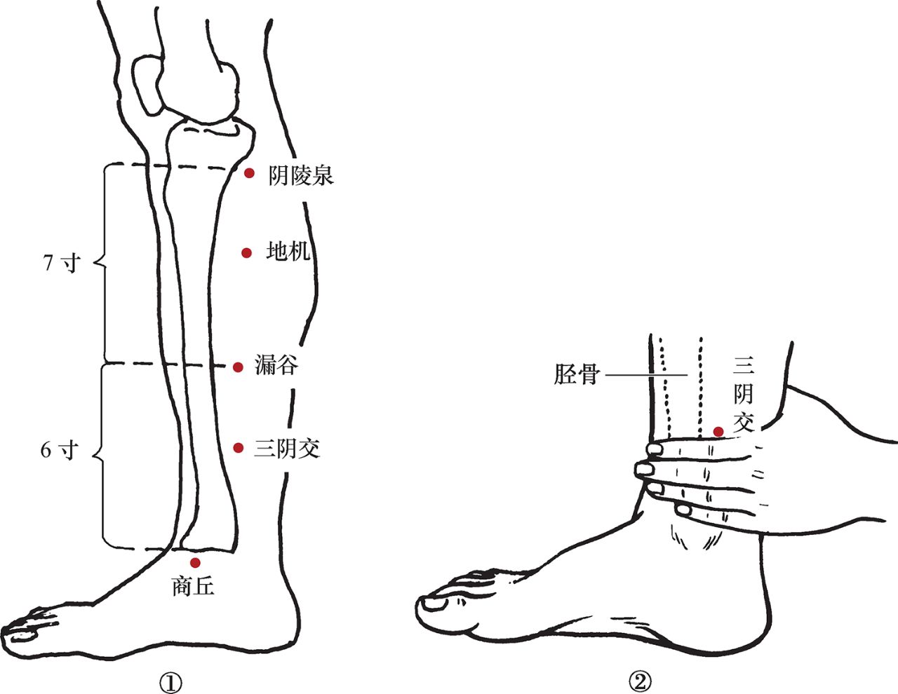 三陰交穴清熱解毒消腫類承山三陰交