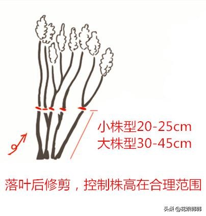 绣球花修剪时间与方法（一文教你彻底搞清楚绣球的分类）