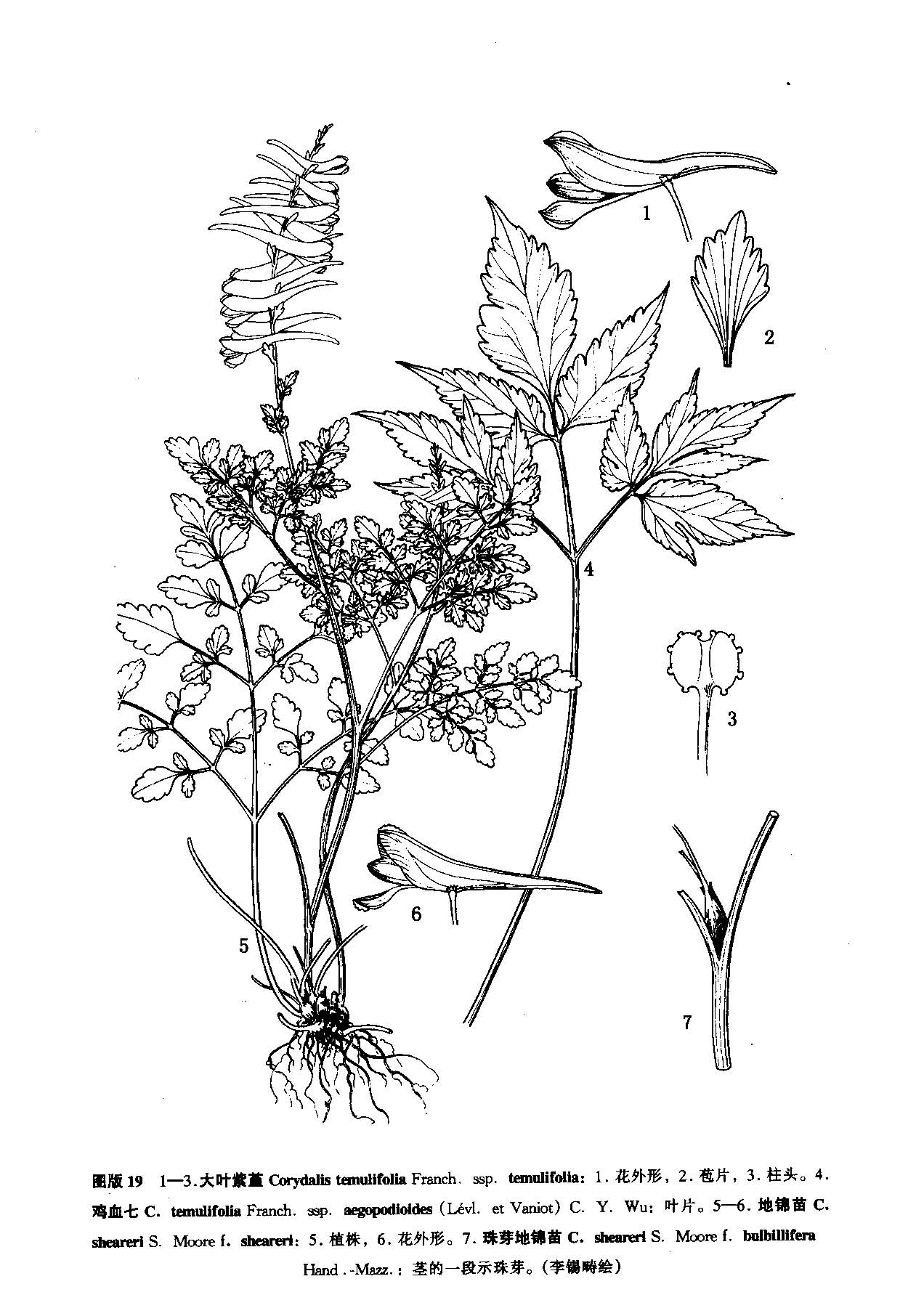 中药材山臭草