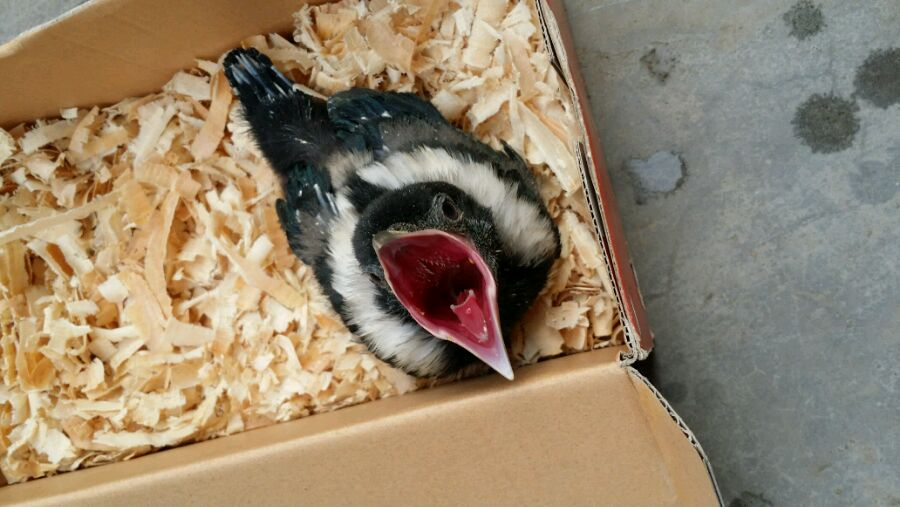 雏鸟八哥的喂养方法