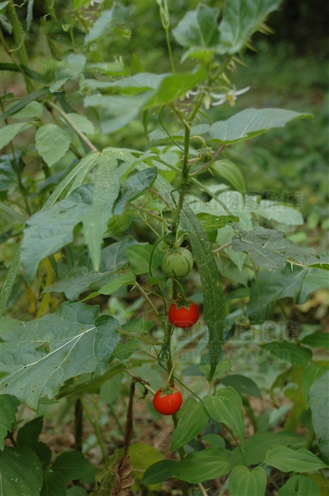 野颠茄，见过吗？能活血散瘀，镇痛麻醉