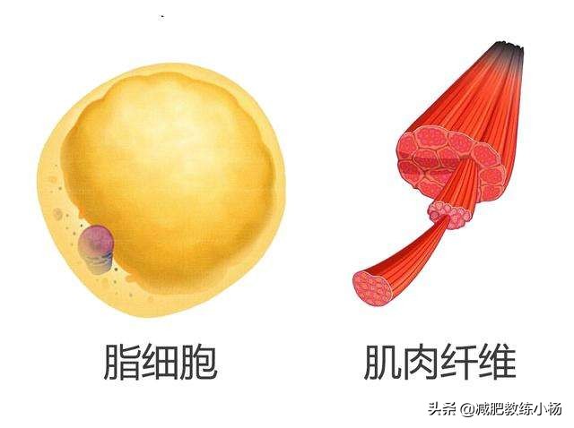 减肥辟谣，脂肪可以转换成肌肉？运动30分钟以上才会燃烧脂肪？