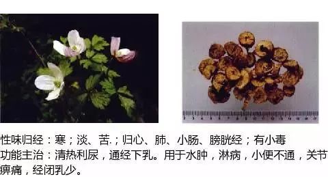 300个中草药图谱（附主治功效），知道一半就太牛了（上）