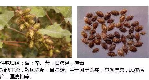 300个中草药图谱（附主治功效），知道一半就太牛了（上）