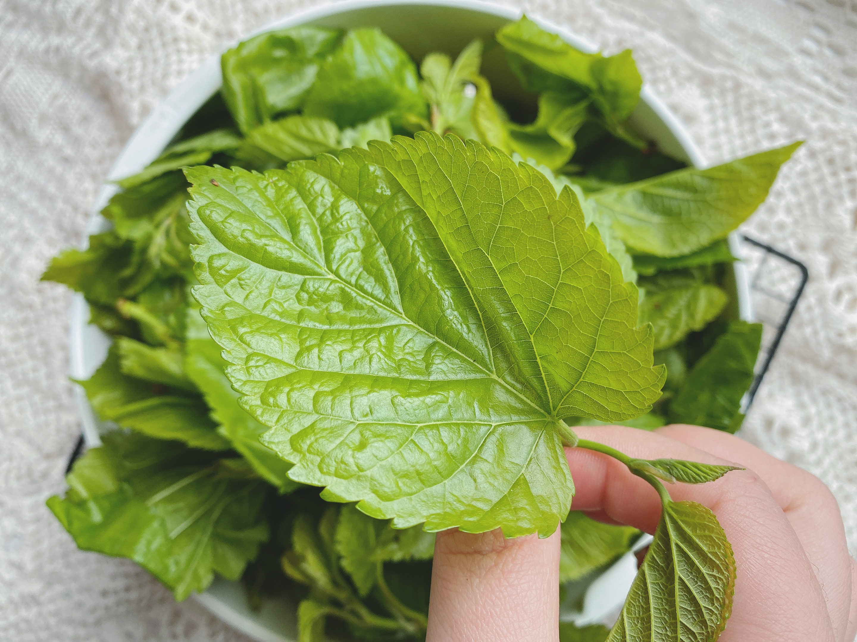 桑叶怎么吃好吃怎么做啊(掌握2个要点营养丰富不苦涩)