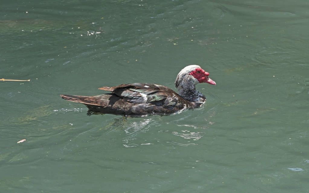 长得像鹅一样的鸭子——火鸭,养殖情况如何?