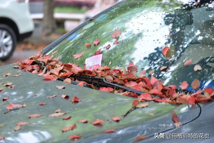 沁香中，恼人的香樟树落叶季又到了 | 植物笔记