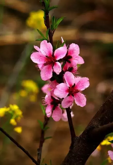 三月桃花开，36首桃花诗词送给你