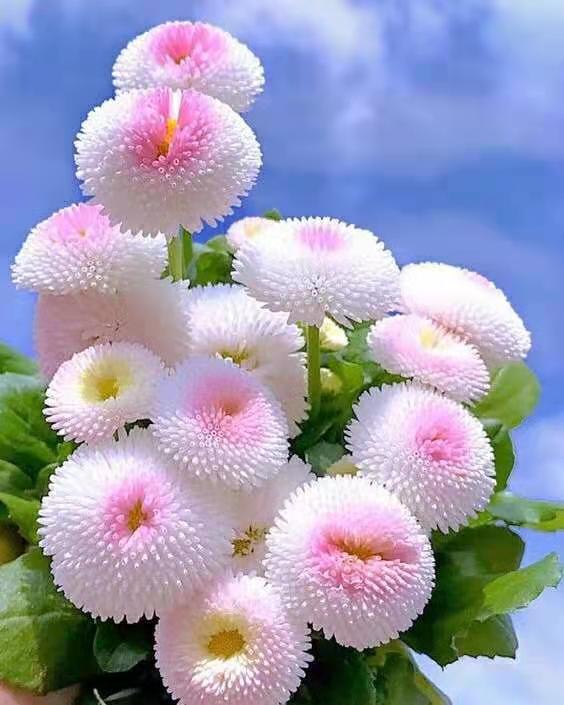 「送你一朵小红花」岁月静好，花开有韵。与花相悦，芳香幽远