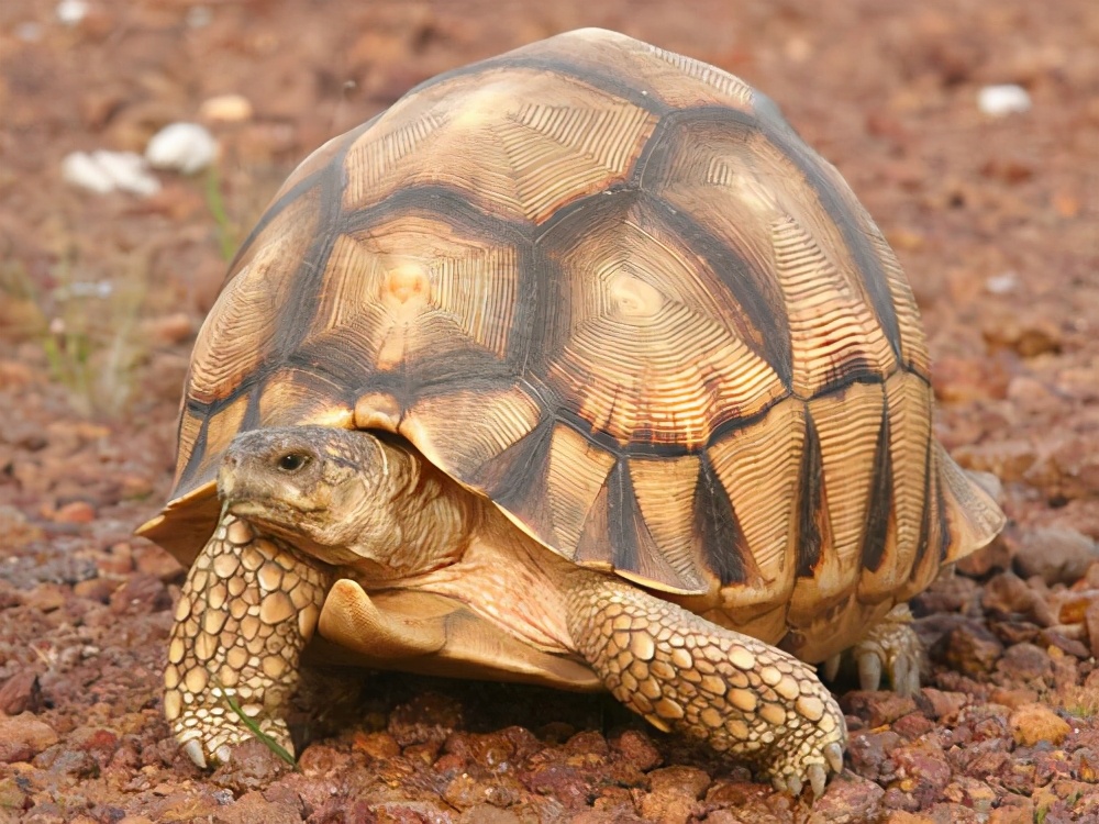 缅甸陆龟能活多久,多大才能下蛋 