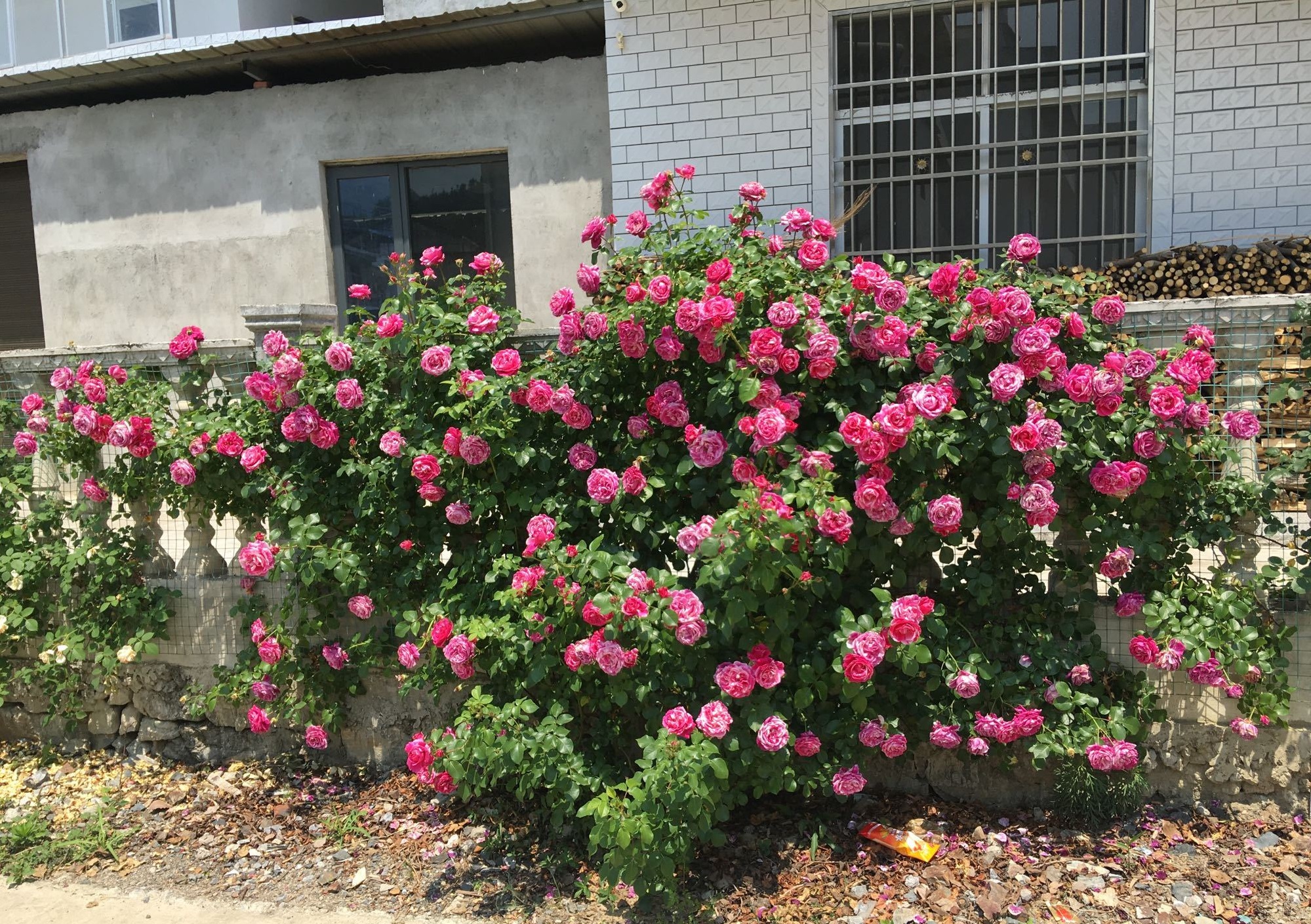 伊蕾莎斯特—无刺的藤本月季,花量巨多,适合做花墙,四季有花看