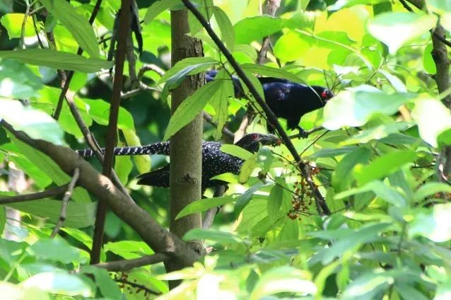 今年暑期，这3部电视剧超火，主角全部来自重庆这所高校！