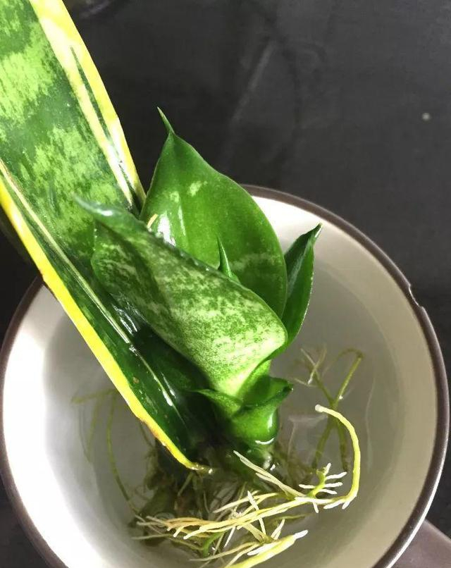 谁说养花难?4种“泼辣花”,扔在土里就生根,繁殖一片小崽子