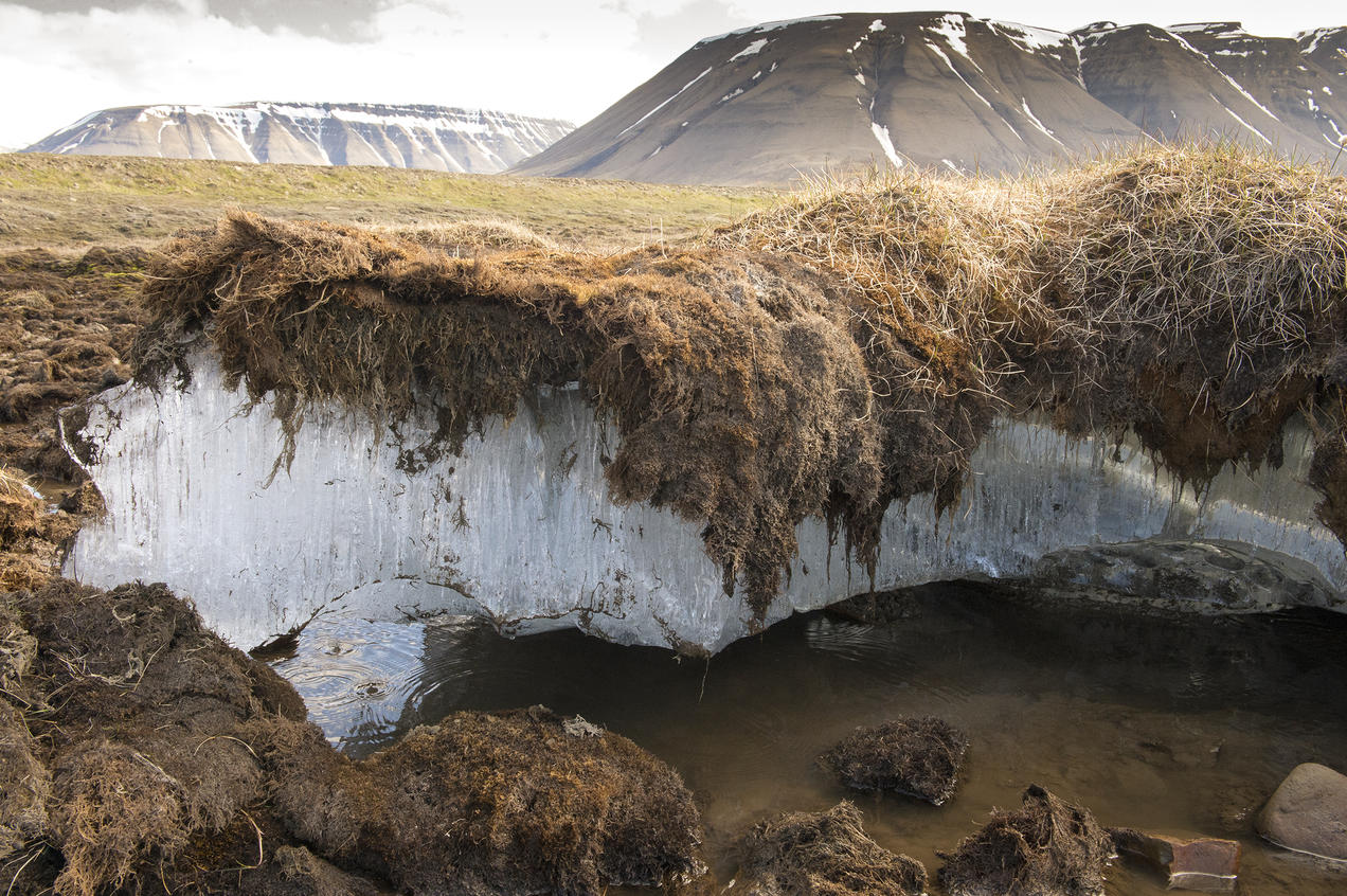 全球冻土层逐渐消融，动物木乃伊出土，远古病毒将被释放？