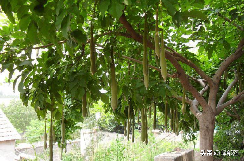 农村有的地方满山种植皂角树,有啥用?不只是做洗发水那么简单