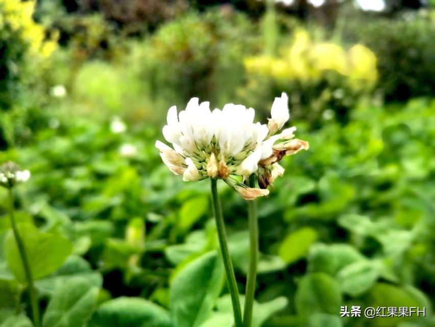 车轴草的功效与作用（医药价值和肥田重要价值）