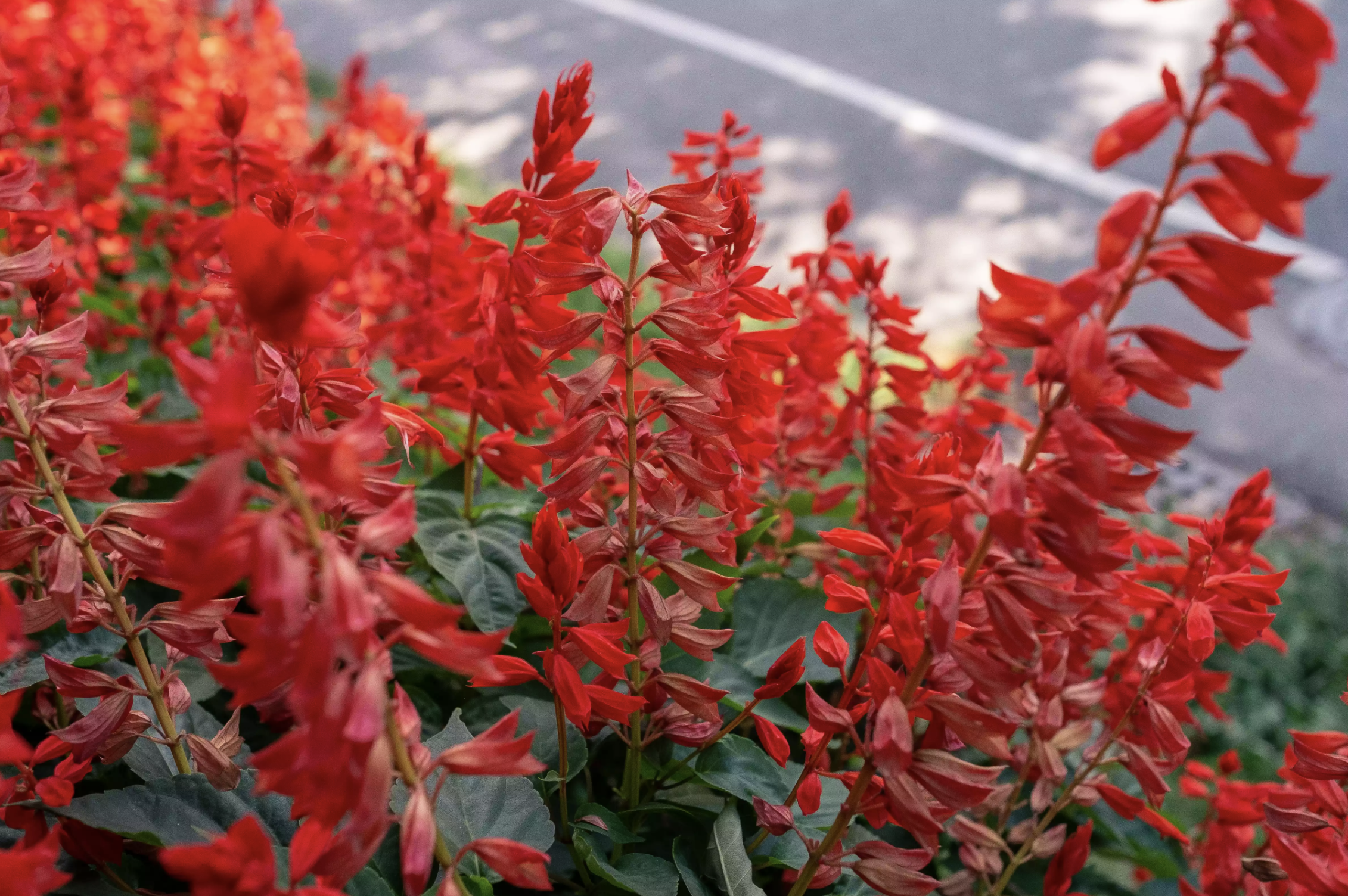 15种低矮的户外植物,容易打理,更能为花园增强整体的观景效果