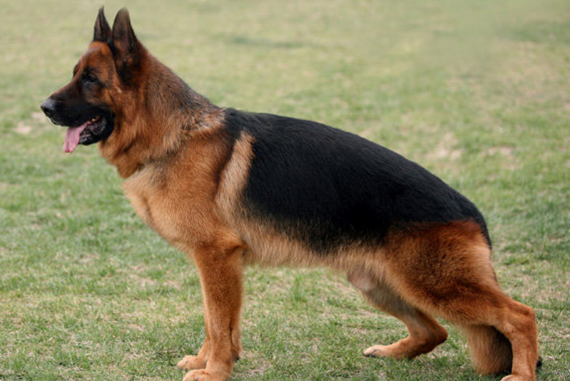 西德牧羊犬(养德国牧羊犬的4个好处和4个坏处)