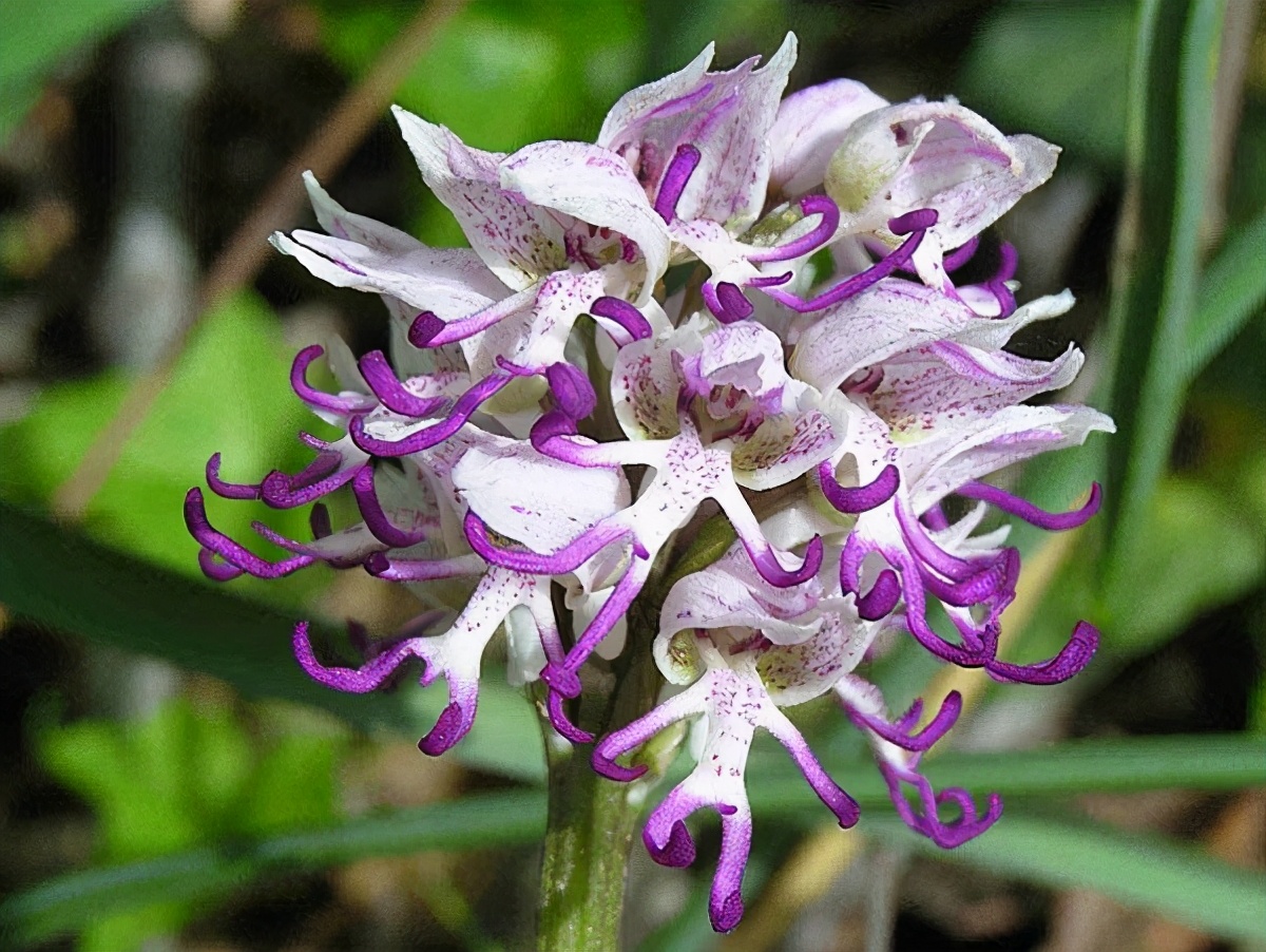 盘点十种样子最为奇特,最"个性"的植物花朵