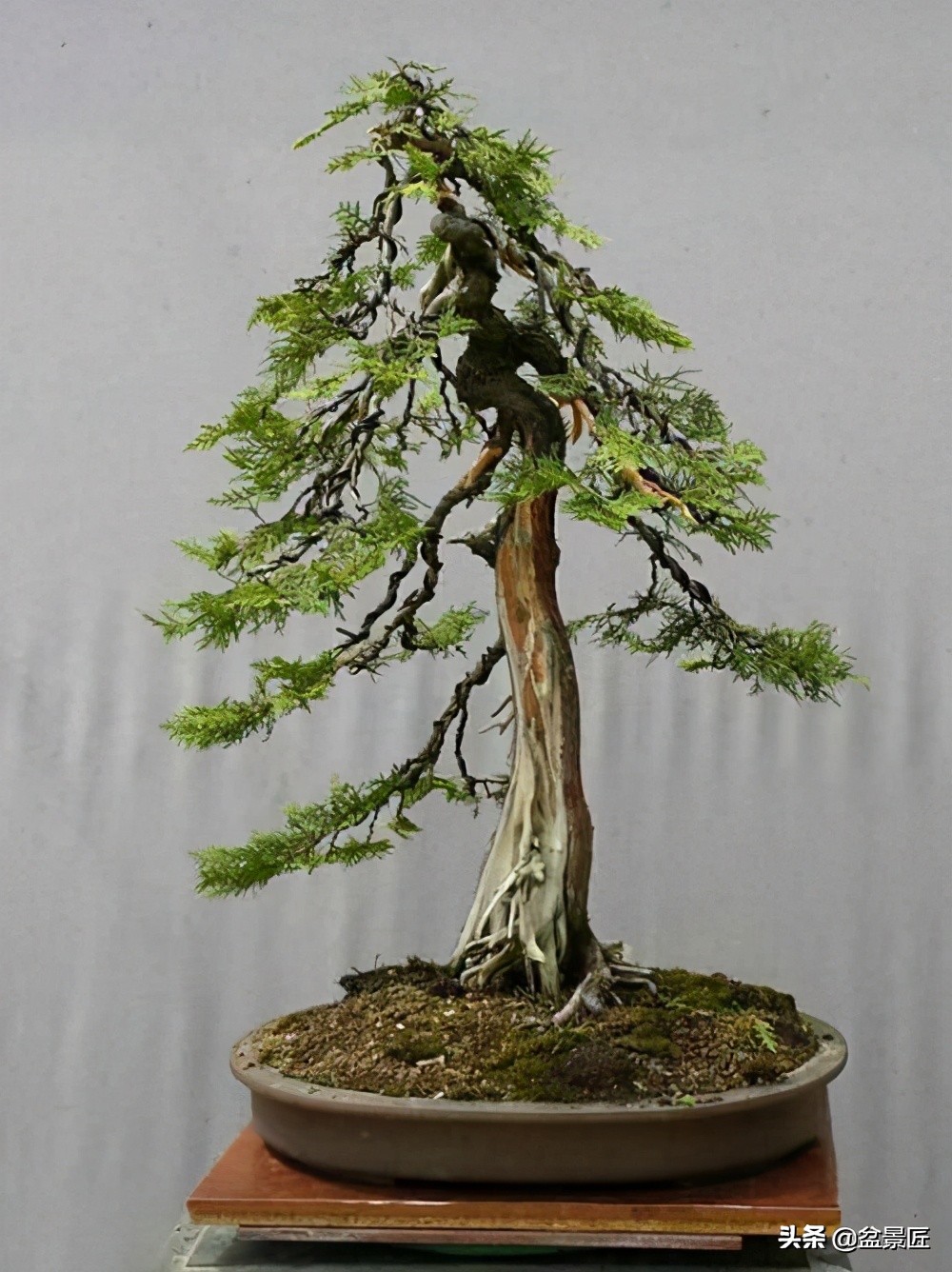 柏树盆景图片(图文赏析之柏树盆景的真正样子)