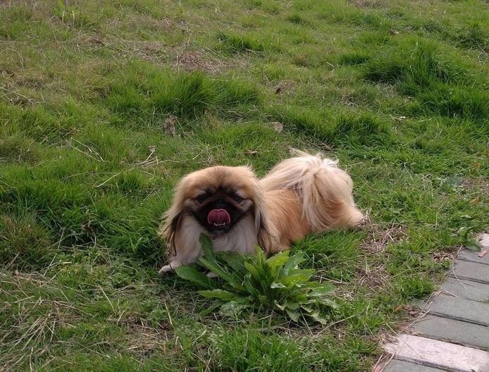 曾经享尽荣华富贵的皇家御犬——京巴犬 挑选饲养护理方法等全介绍