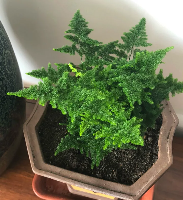 云竹盆景价格文竹盆景凭什么卖得贵