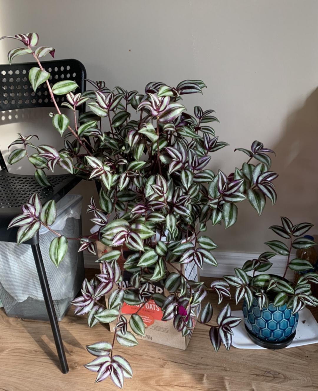 20种“懒人”花草,阳台客厅必备,好养好看,还能净化空气