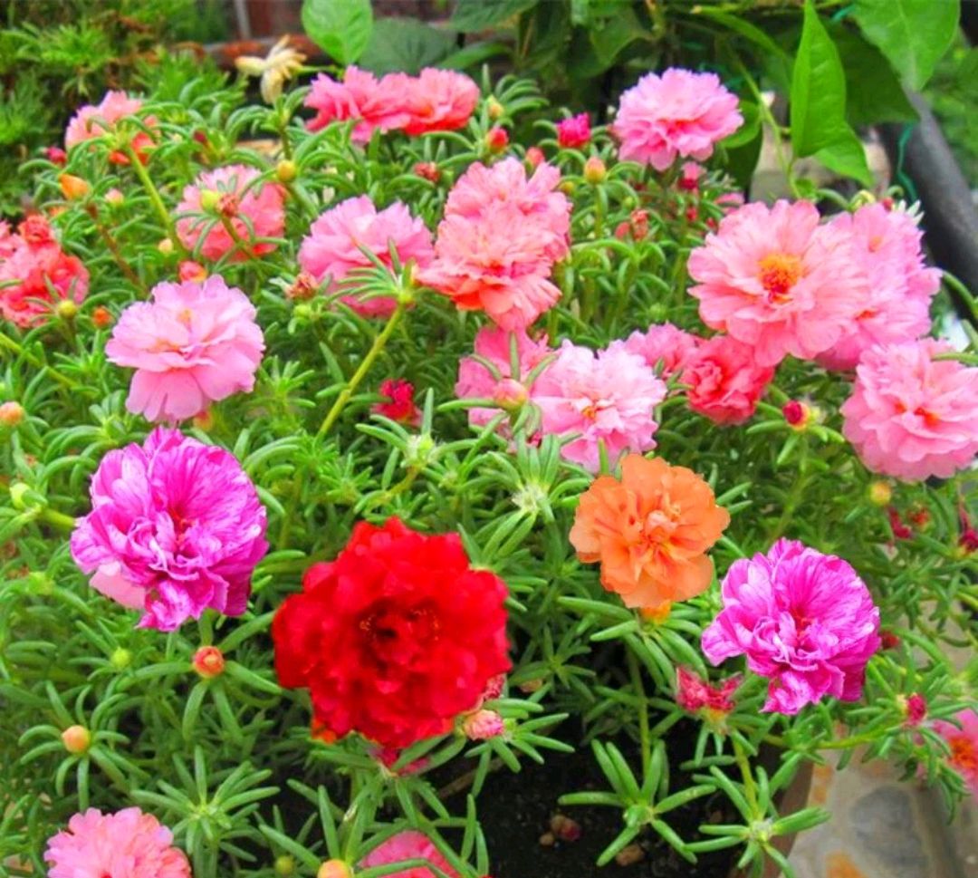 20种“懒人”花草，阳台客厅必备，好养好看，还能净化空气