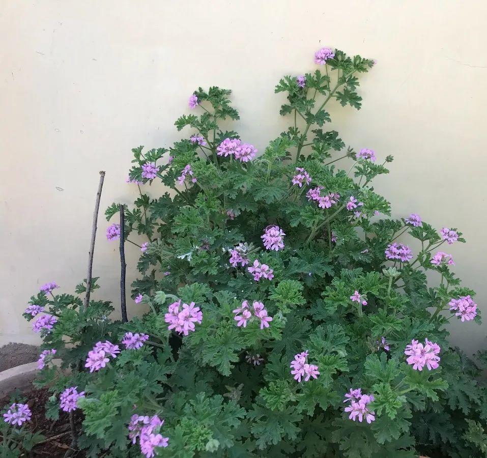 怕蚊虫就养这7种花,蚊子不敢靠近,还能爬满一院子