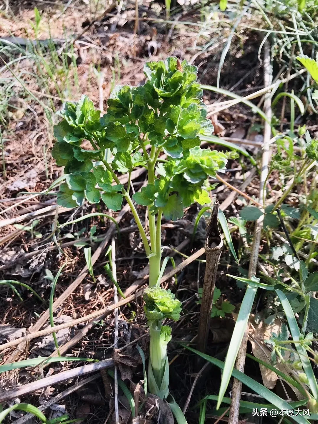 本溪山菜，本溪人的最爱，这个时节你最喜欢吃哪个山菜？