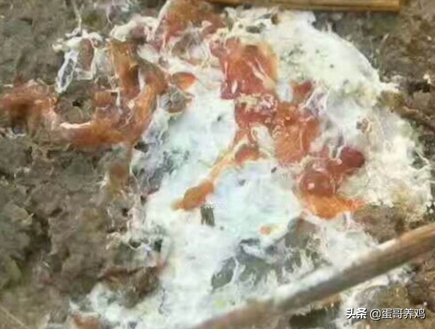 1分鍾了解5種雞寄生蟲感染的症狀和用藥，農村養雞人做好防治