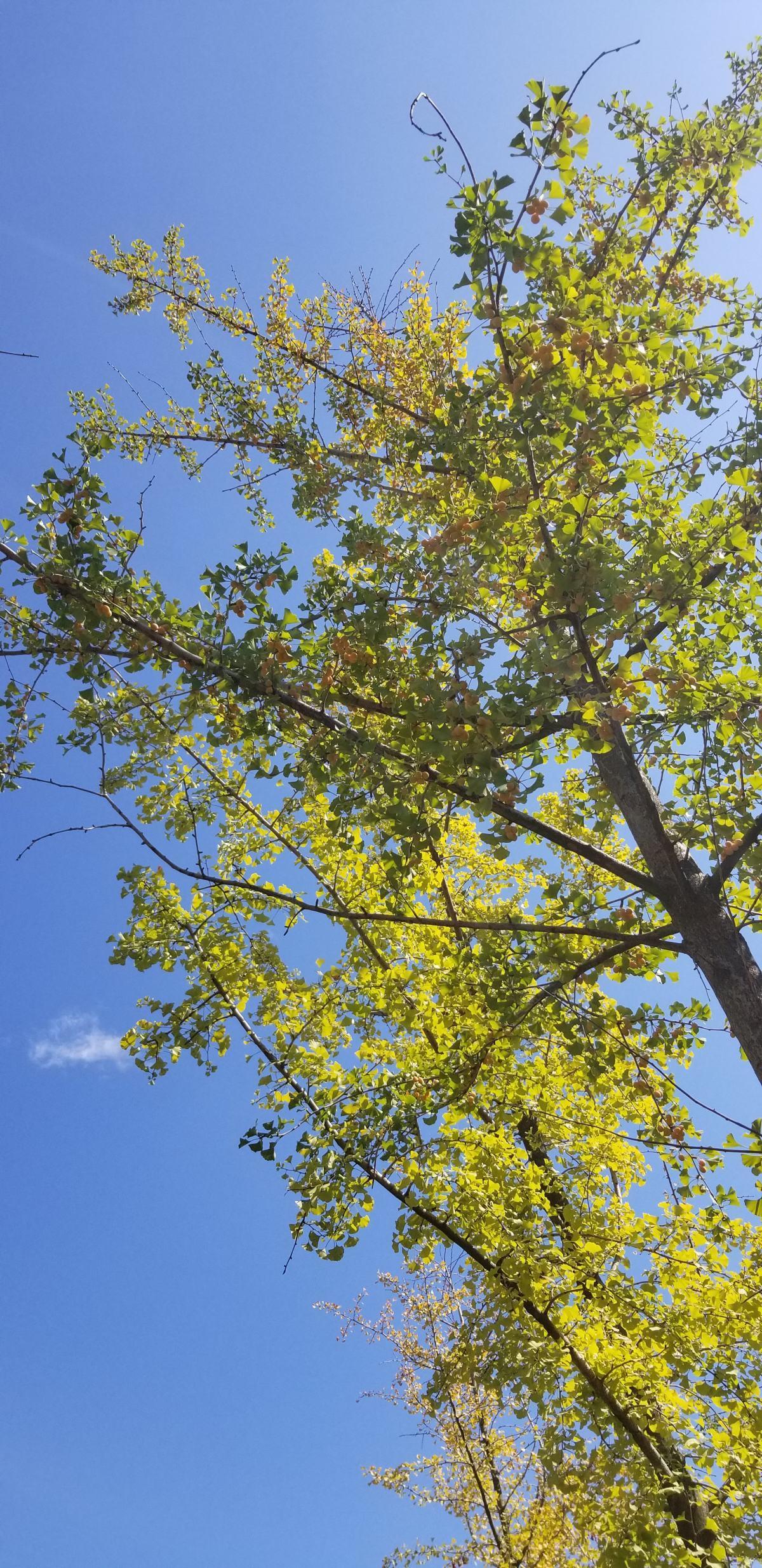 超级寿星的植物是什么（寿命最长的4种植物）