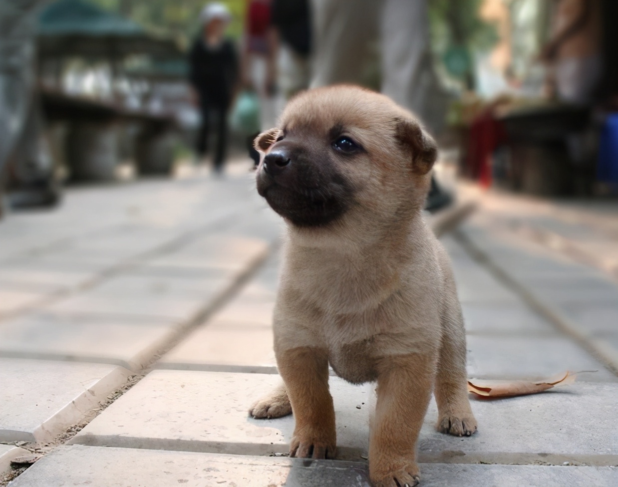 17张温暖可爱的狗狗照片,总有一张能治愈你的心