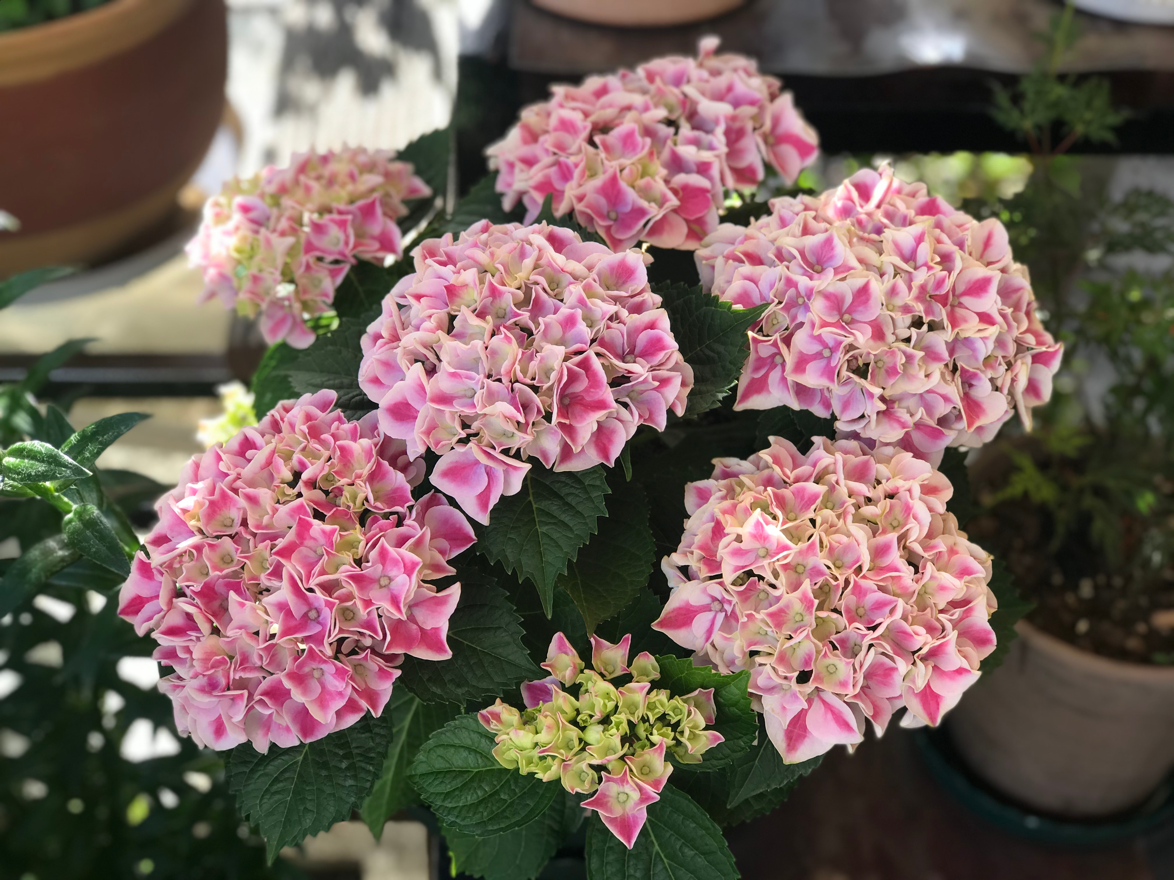 精灵系列绣球怎么养小技巧干货