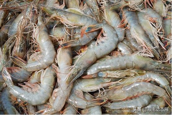 海魚圖片大全,海魚圖片大全及名稱