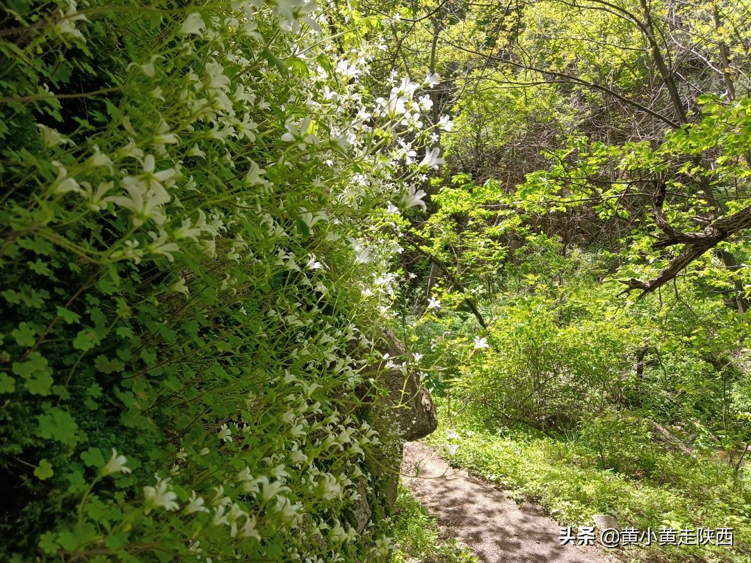 原来这便是秦岭72峪中的白石峪，藏在动物园后面，自驾车能开进山