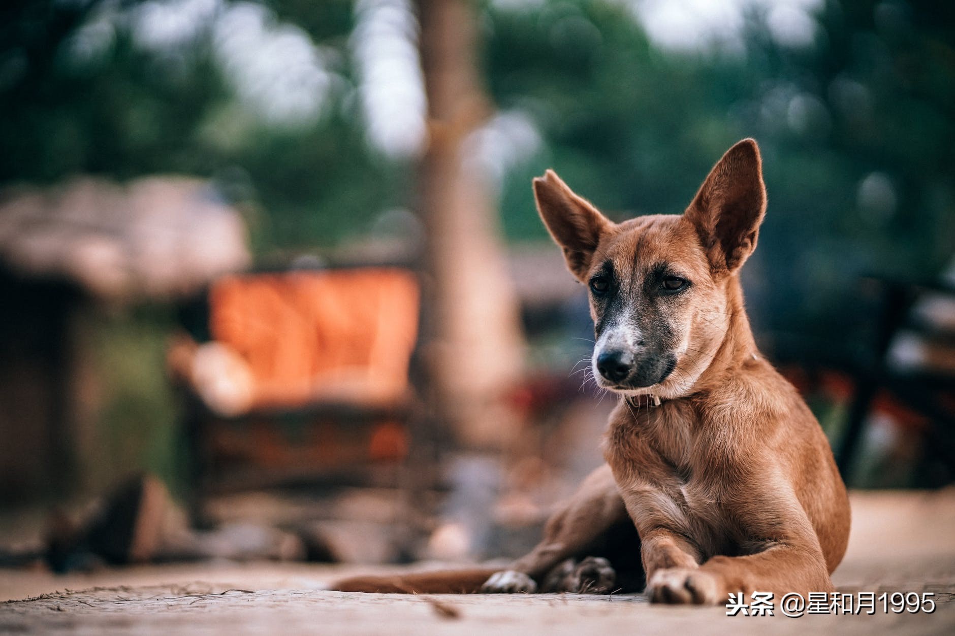 張牙舞爪形容什麼動物?(在十二生肖裡)3