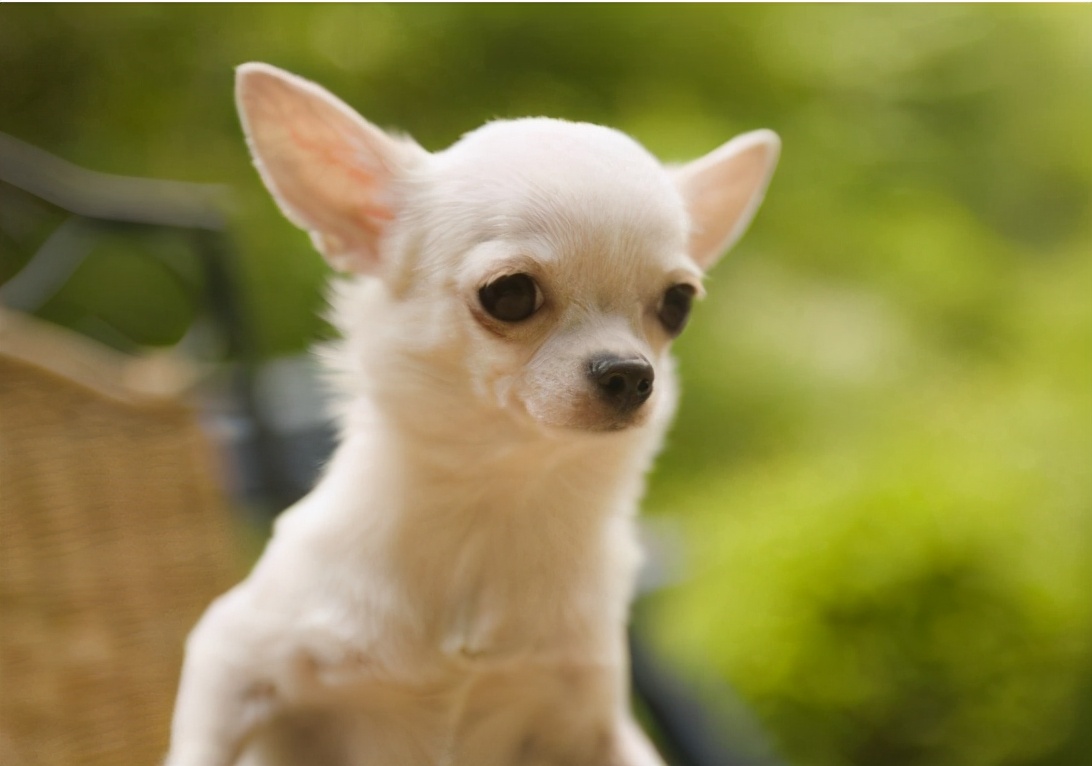 吉娃娃狗图片(在养吉娃娃之前) - 赤虎壹号