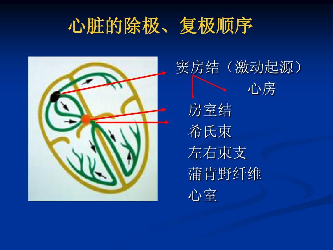 这么说吧,心脏的收缩舒张都是靠心电指挥的,qrs波就是心肌细胞开始