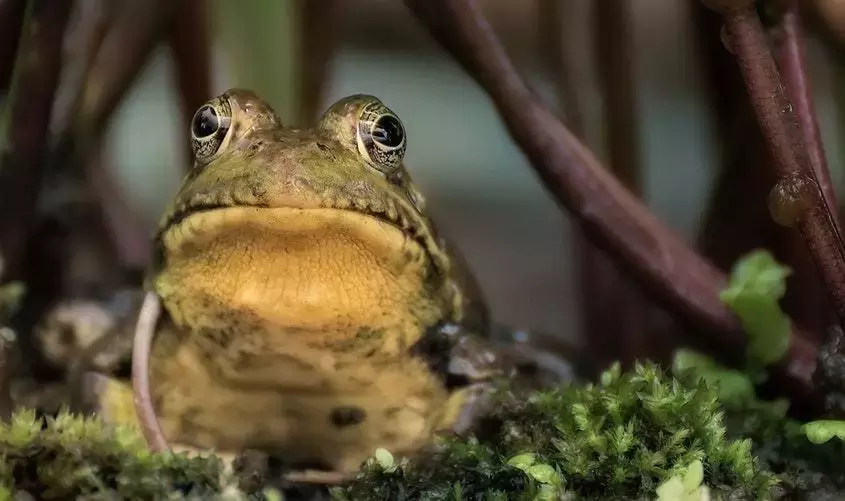 青蛙和牛蛙有什么区别（牛蛙青蛙之间的差别解析）