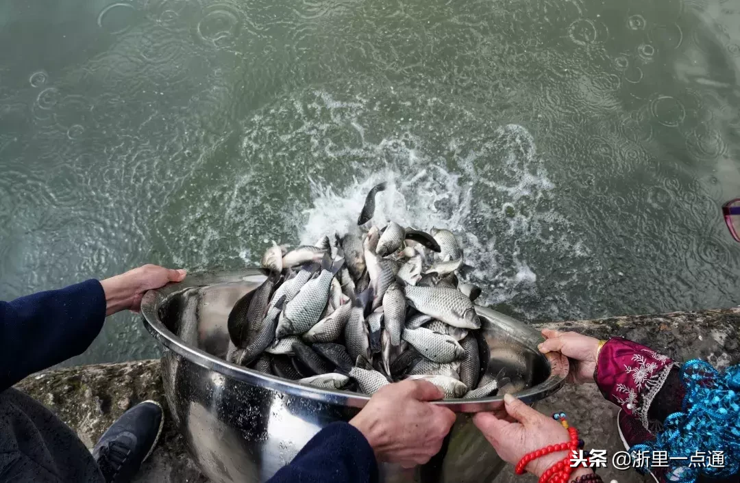 杭州灵隐寺举行放生祈福法会，钱塘江科学放生鱼类物命数万！